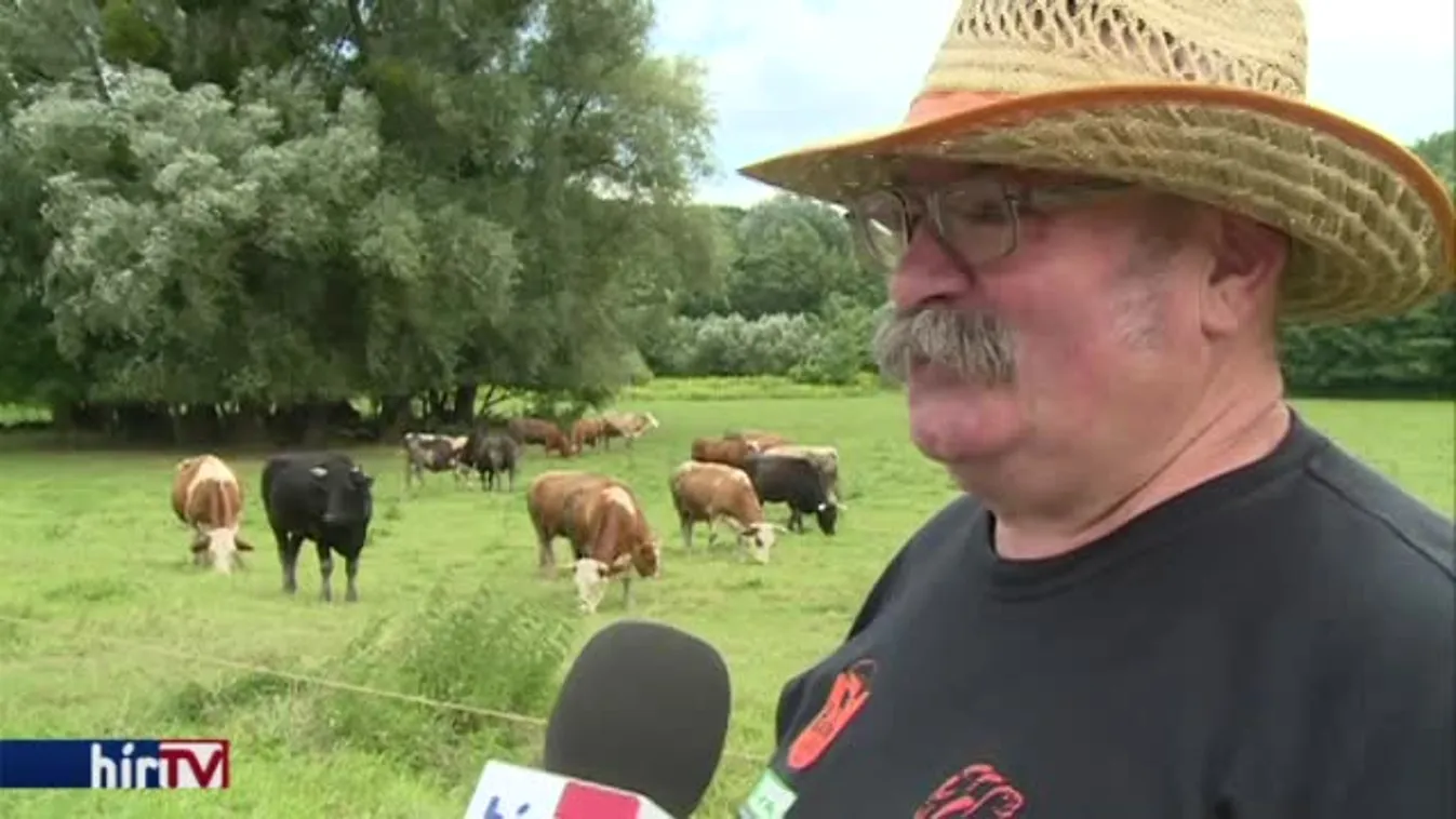 Régi ismerős – Soroló