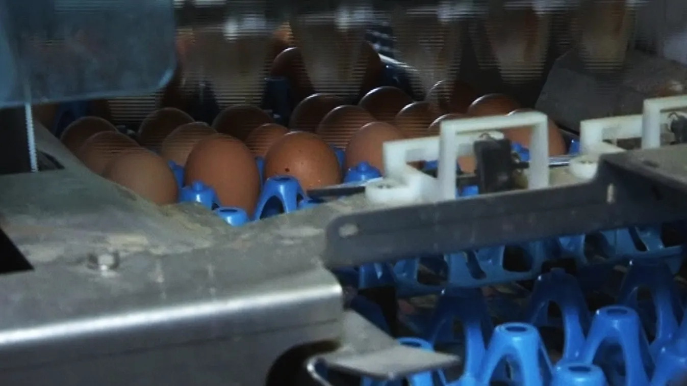 Egyre több helyen bukkan fel szennyezett tojás