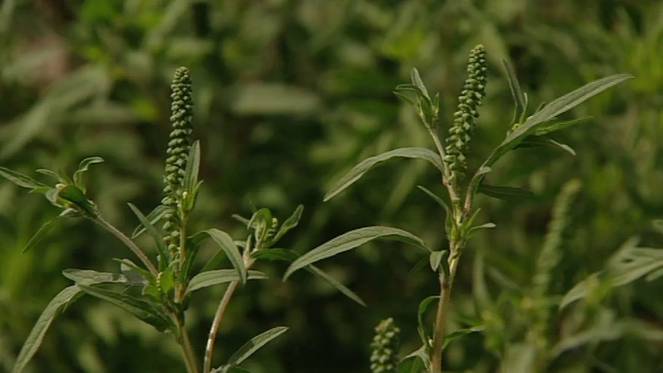 Parlagfű: „a fellépésre nincs meg a politikai akarat”