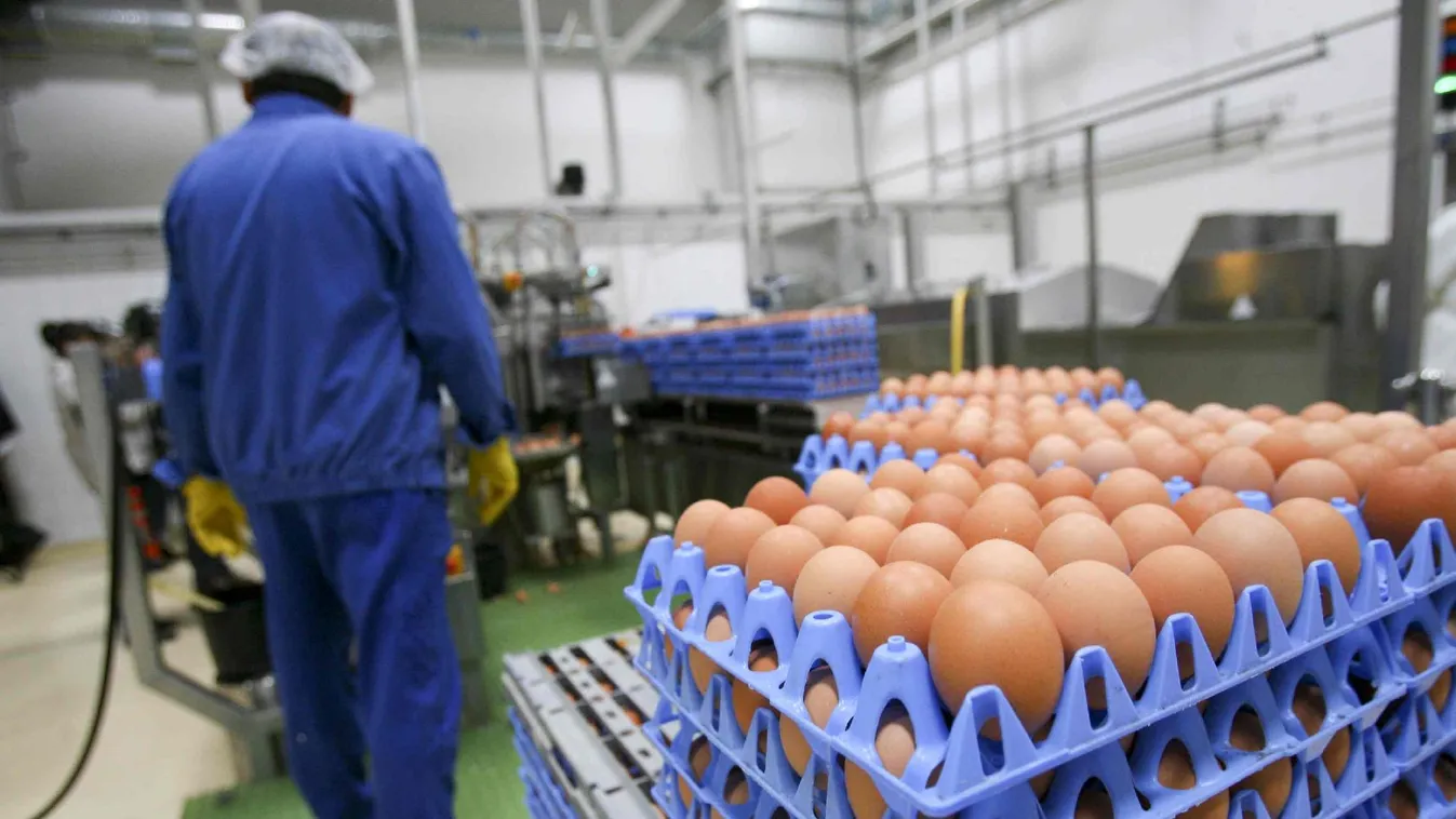 Tojásügy: a hatóság a botrány előtt nem ellenőrizte a fipronil jelenlétét