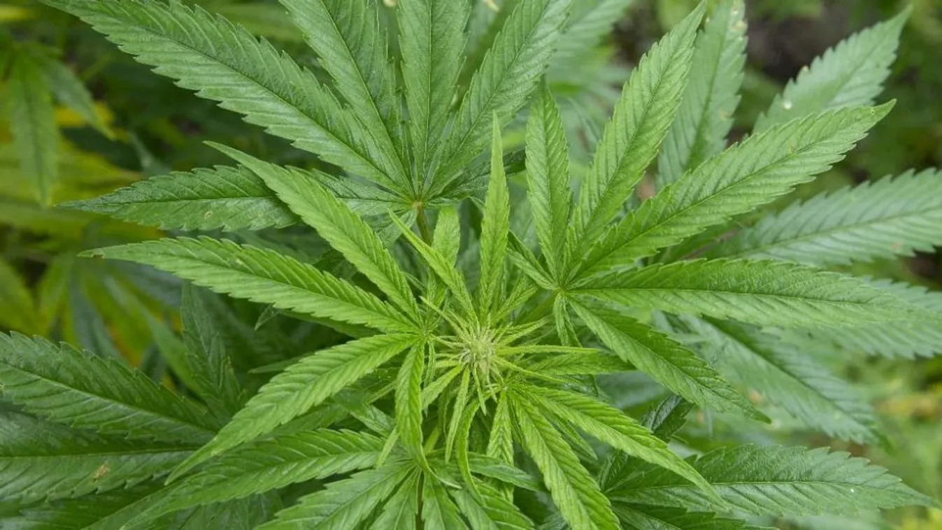 Szamurájkard is volt a drogkereskedőknél