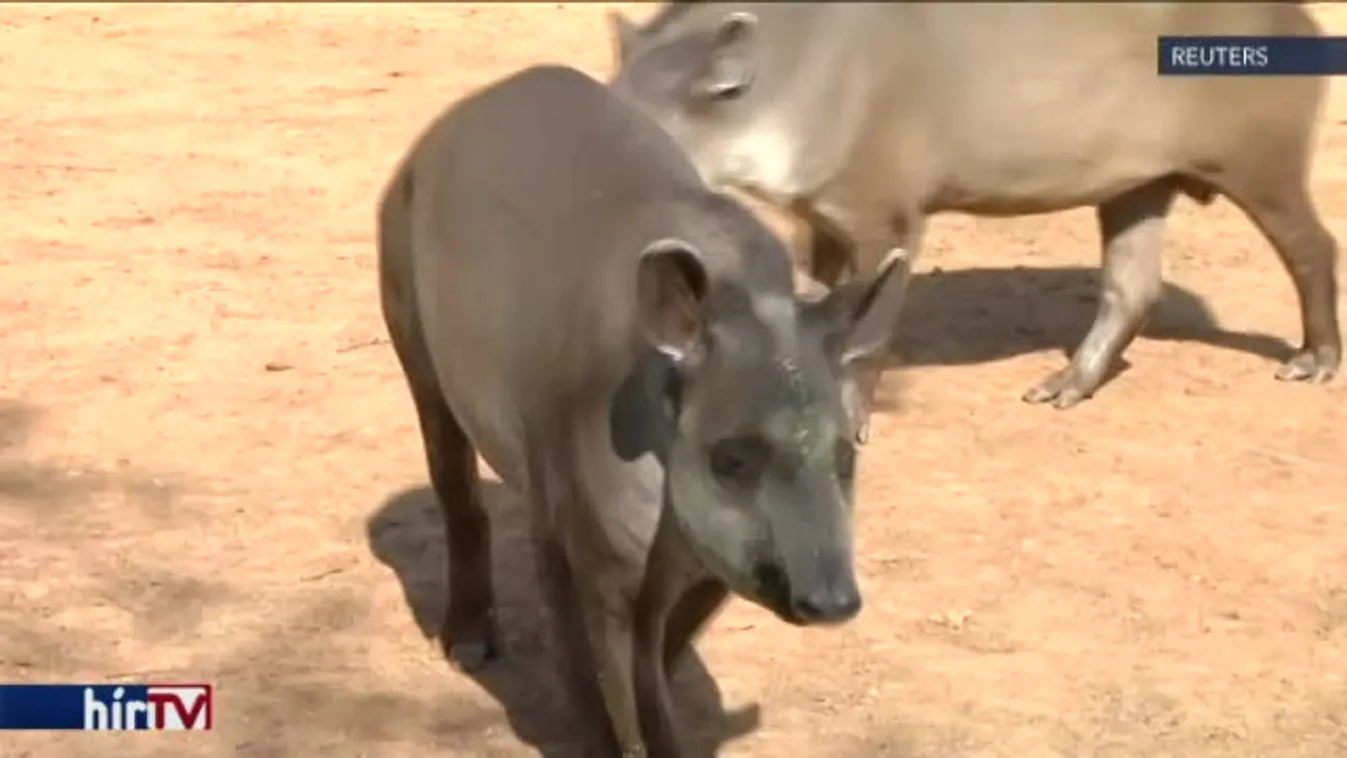 Meg akarták enni a lopott állatokat