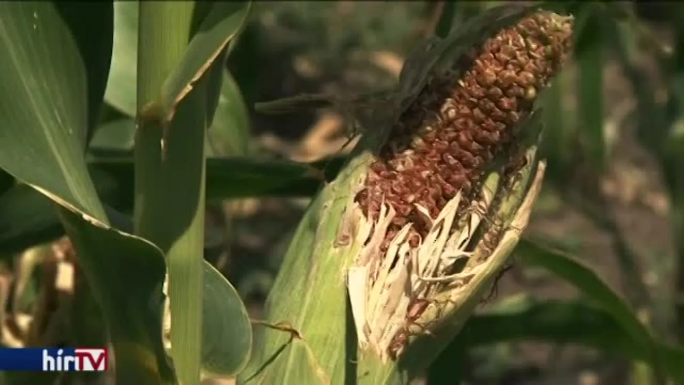 Nem bírnak a varjakkal a termelők