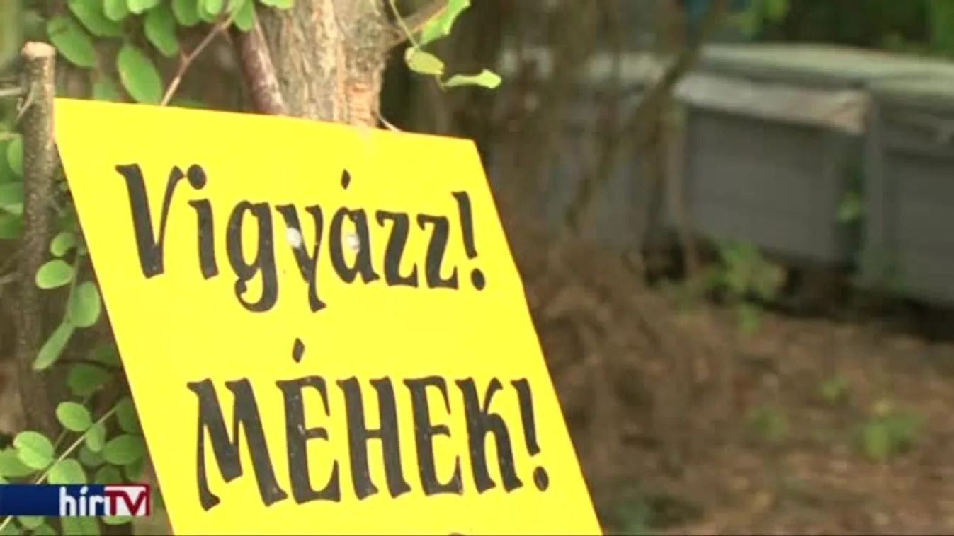 Betegség pusztítja a méheket Szegednél