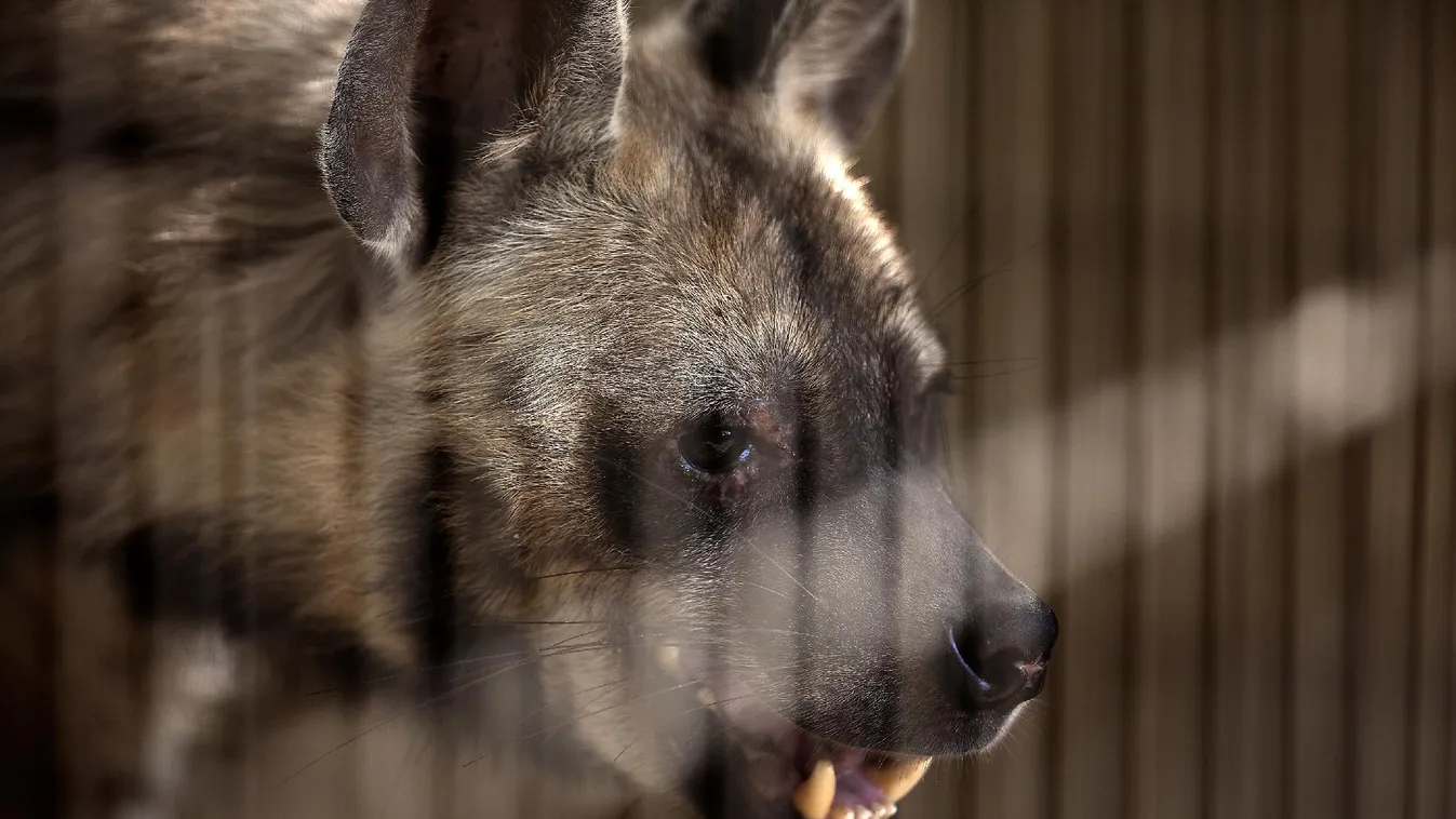 Mindennapi lincseléseink