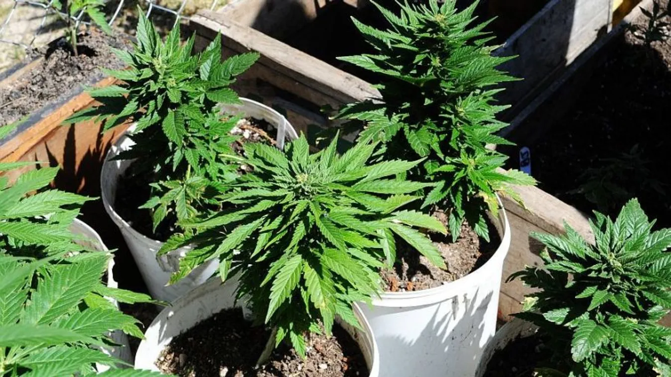 Kábulat – Felfedező