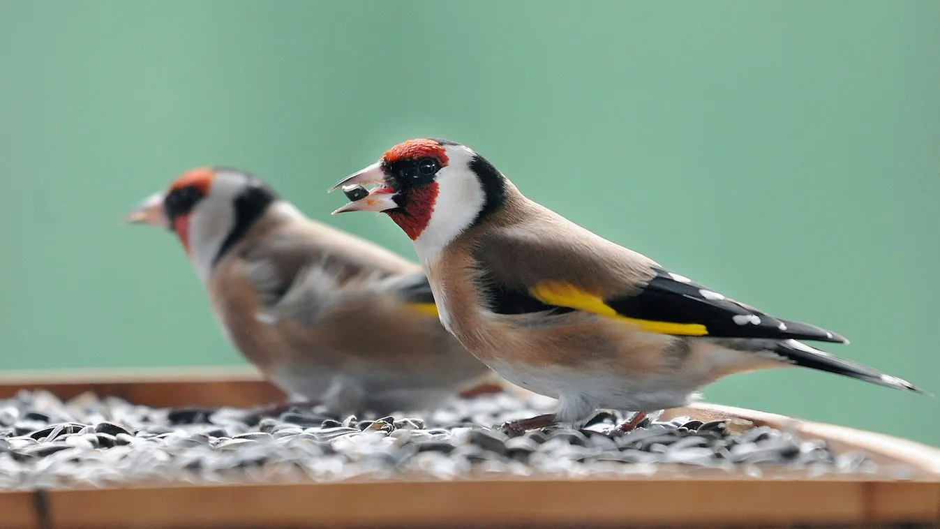 A madaraké a főszerep a hétvégén
