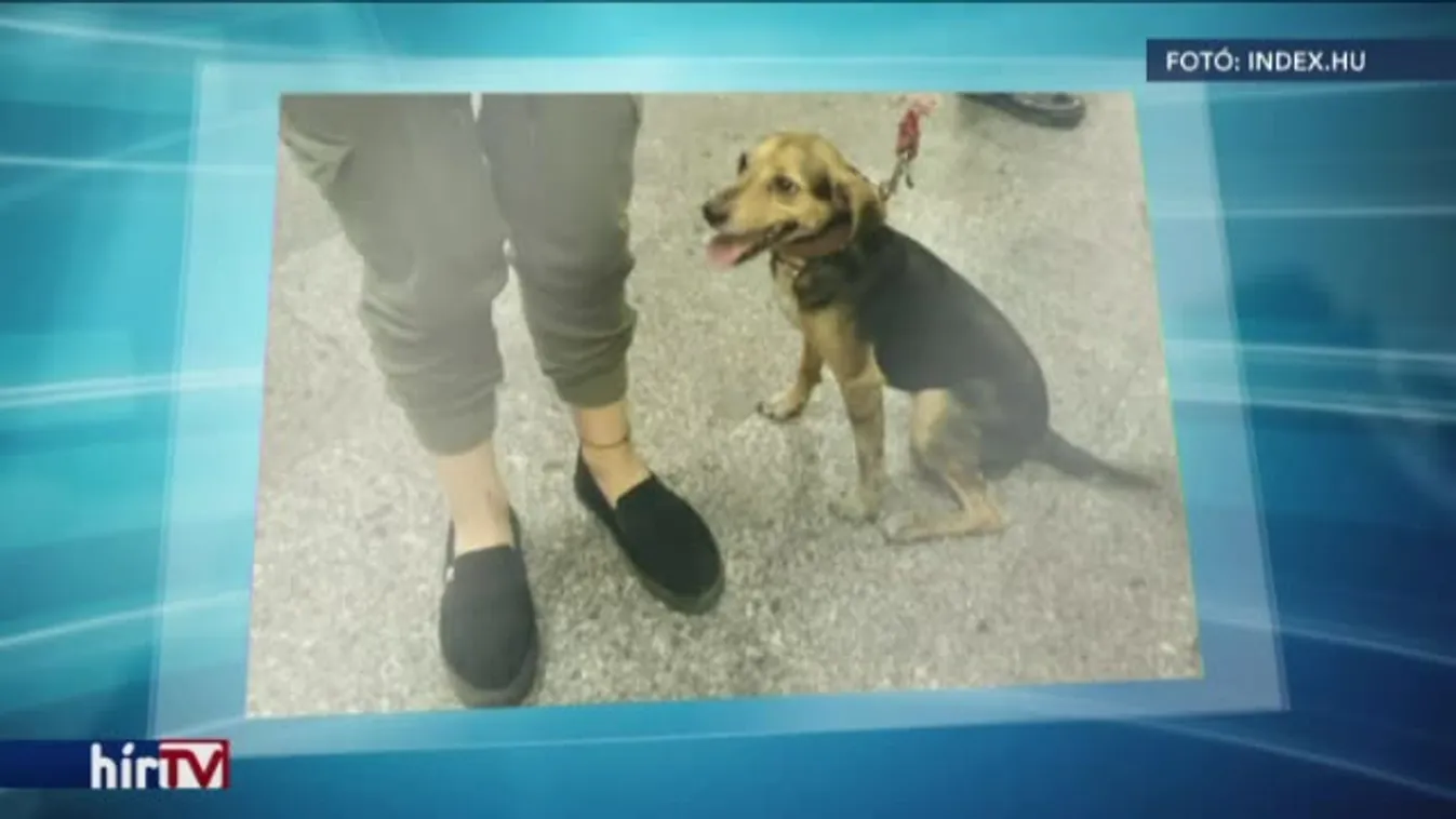 Ép bőrrel megúszta Husi, a kalandvágyó kutya