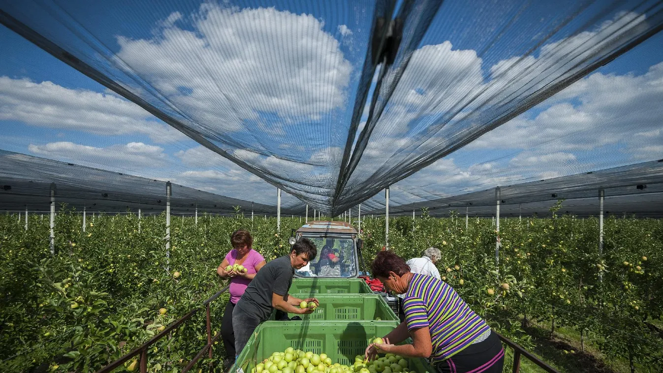 Kezdődik a nagy szüret – Soroló