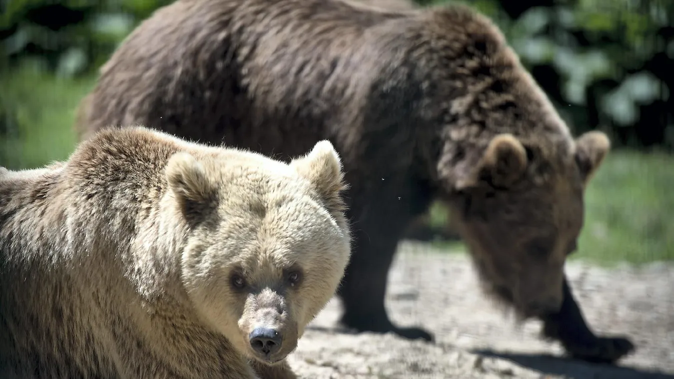 Egy mogyorót szedő férfi a legújabb áldozat