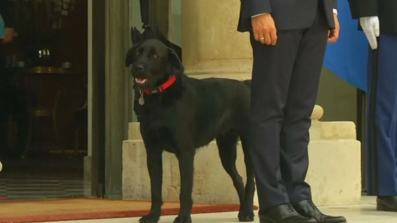 First dog – Felfedező