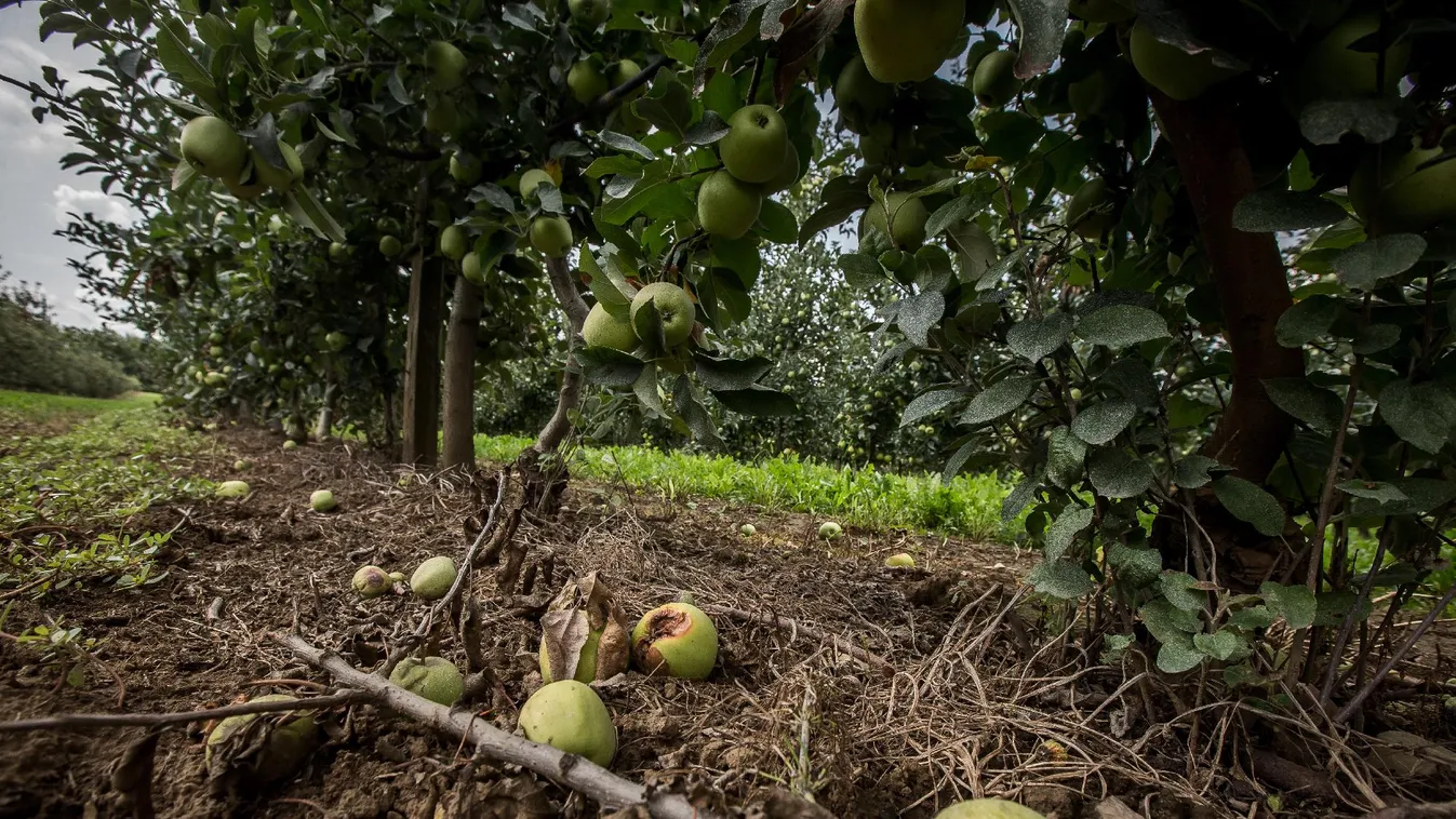 Édentől keletre? – Almasors Szabolcsban