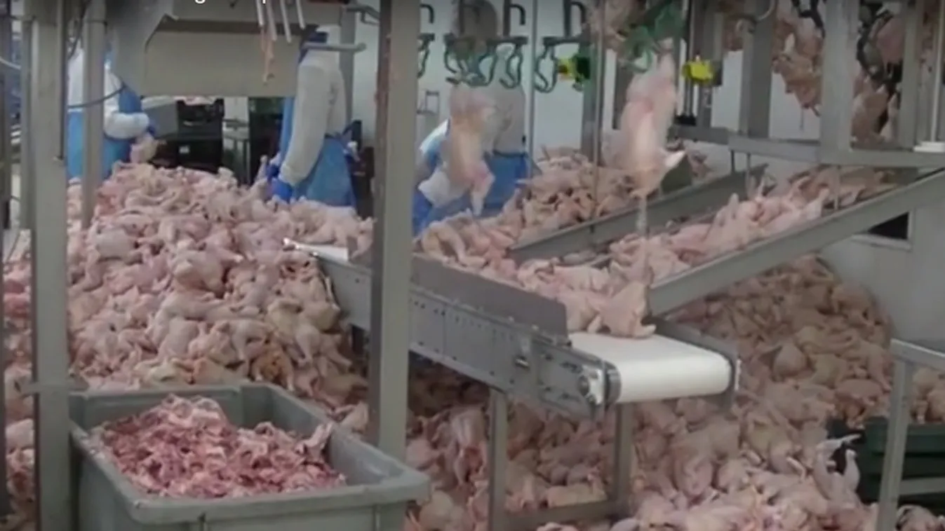 Derékig érő döglöttbaromfi-kupac fogadta az ellenőröket egy vágóhídon