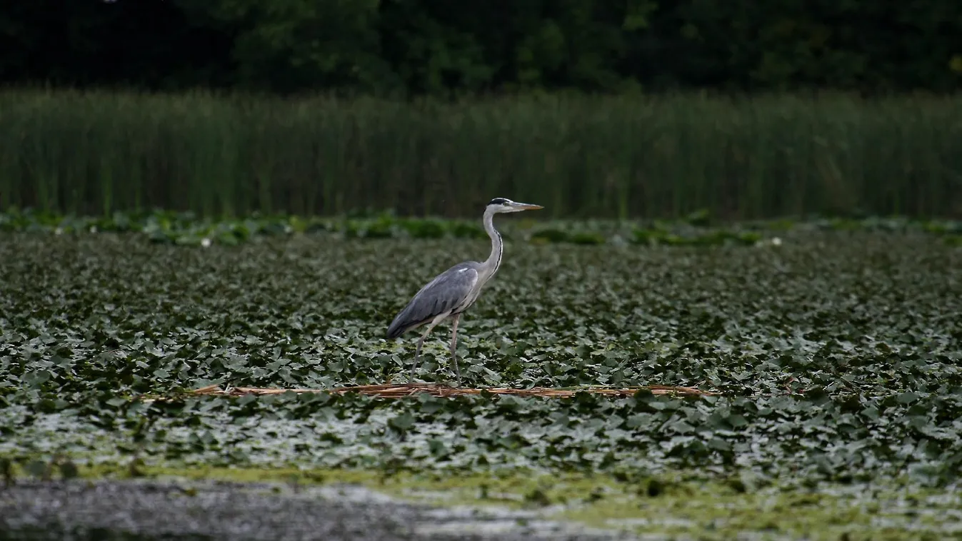 Ki kérdezte a barna kányát?