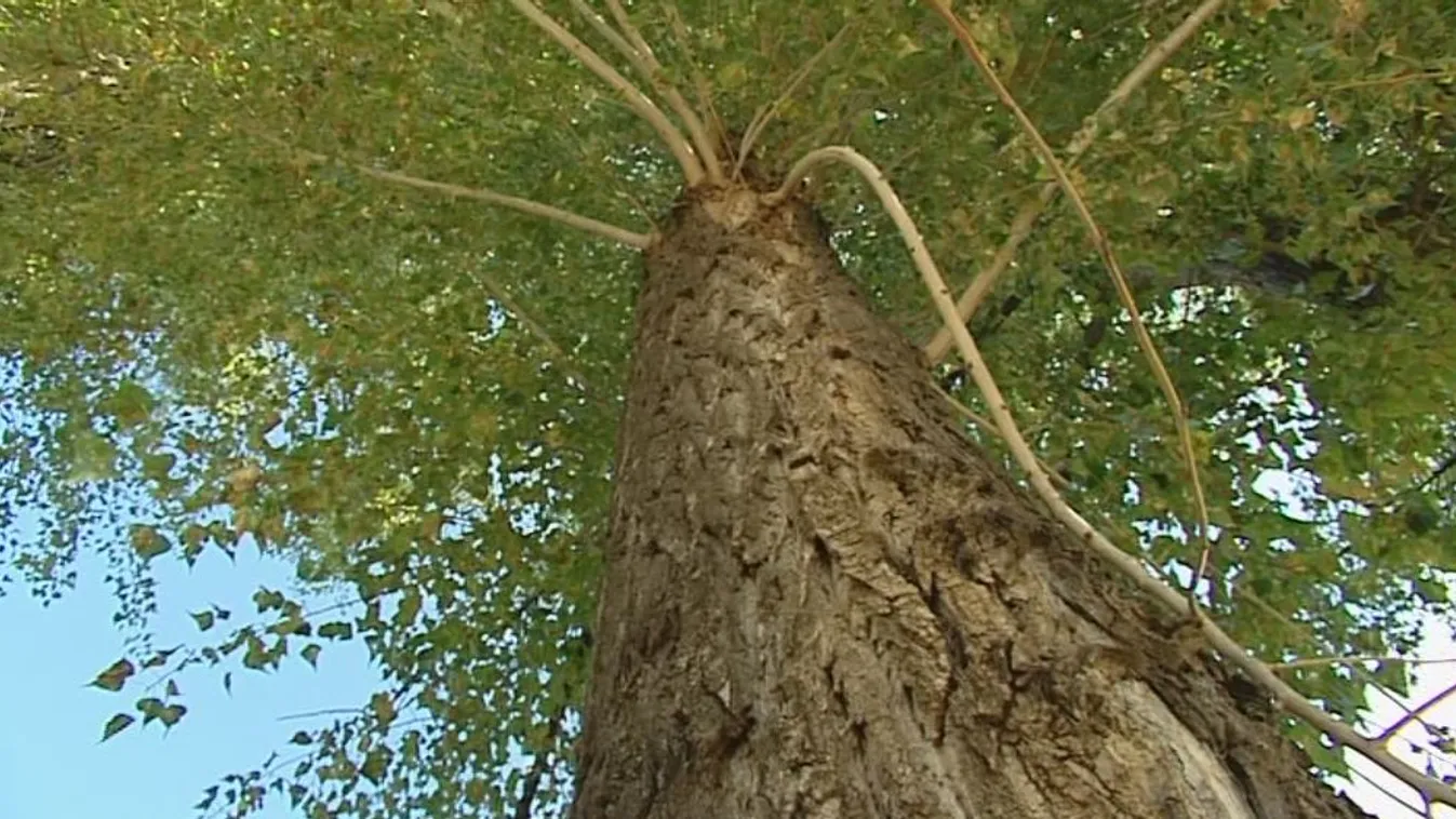 Nem okoznak allergiát a kiirtandó nyárfák