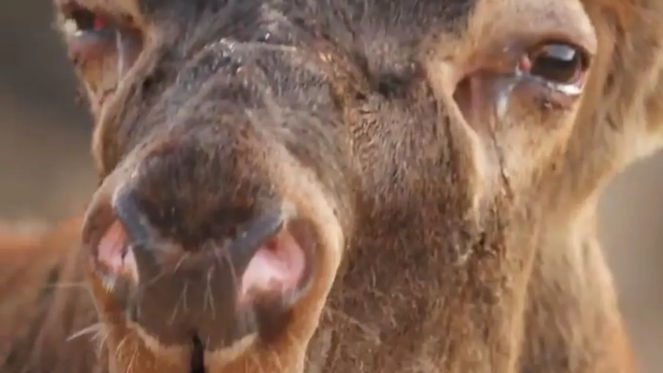 A magyarság totemállatainak nyomában – Vetítő