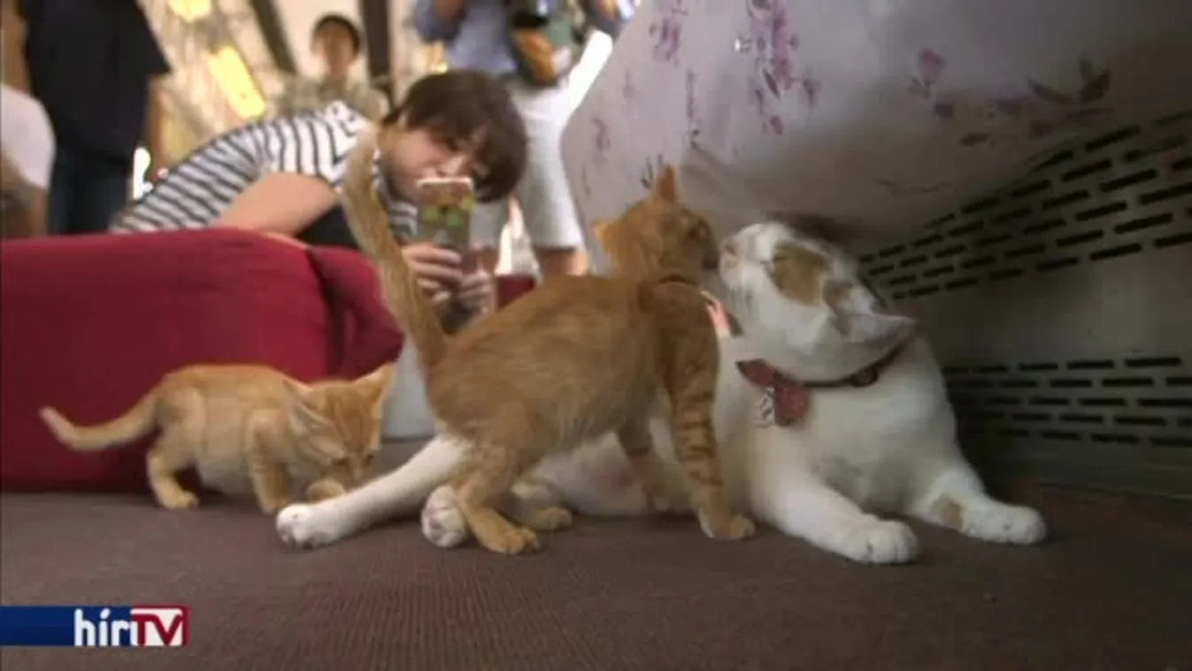 Felfedező – Házasság