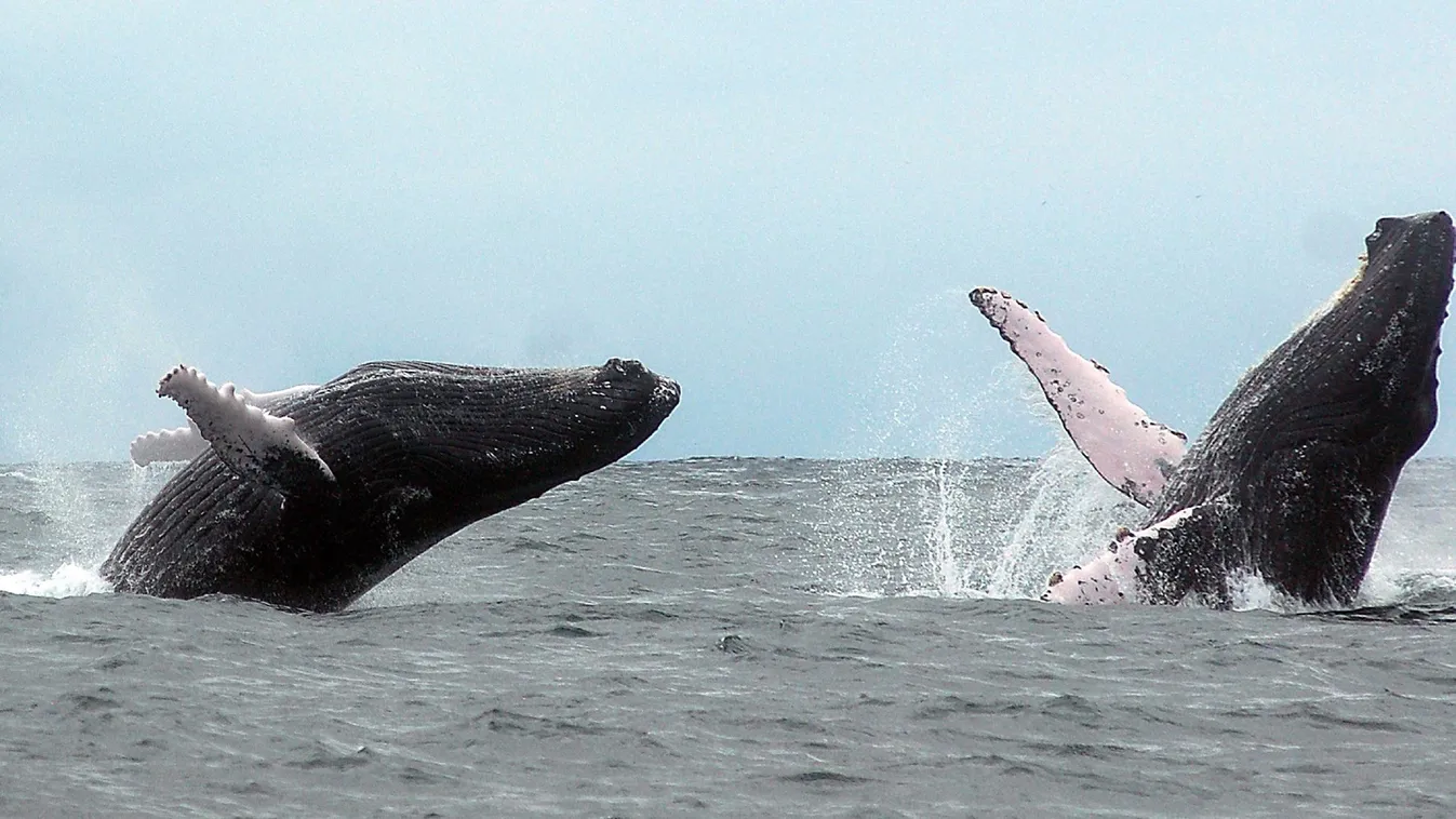 Rekordösszeg gyűlt össze az óceánok védelmére