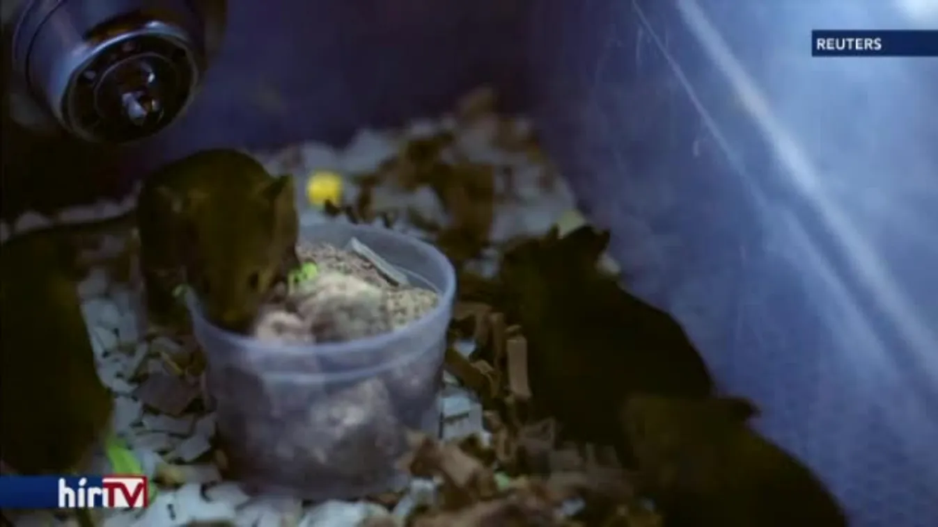 Felfedező - Egerek és emberek