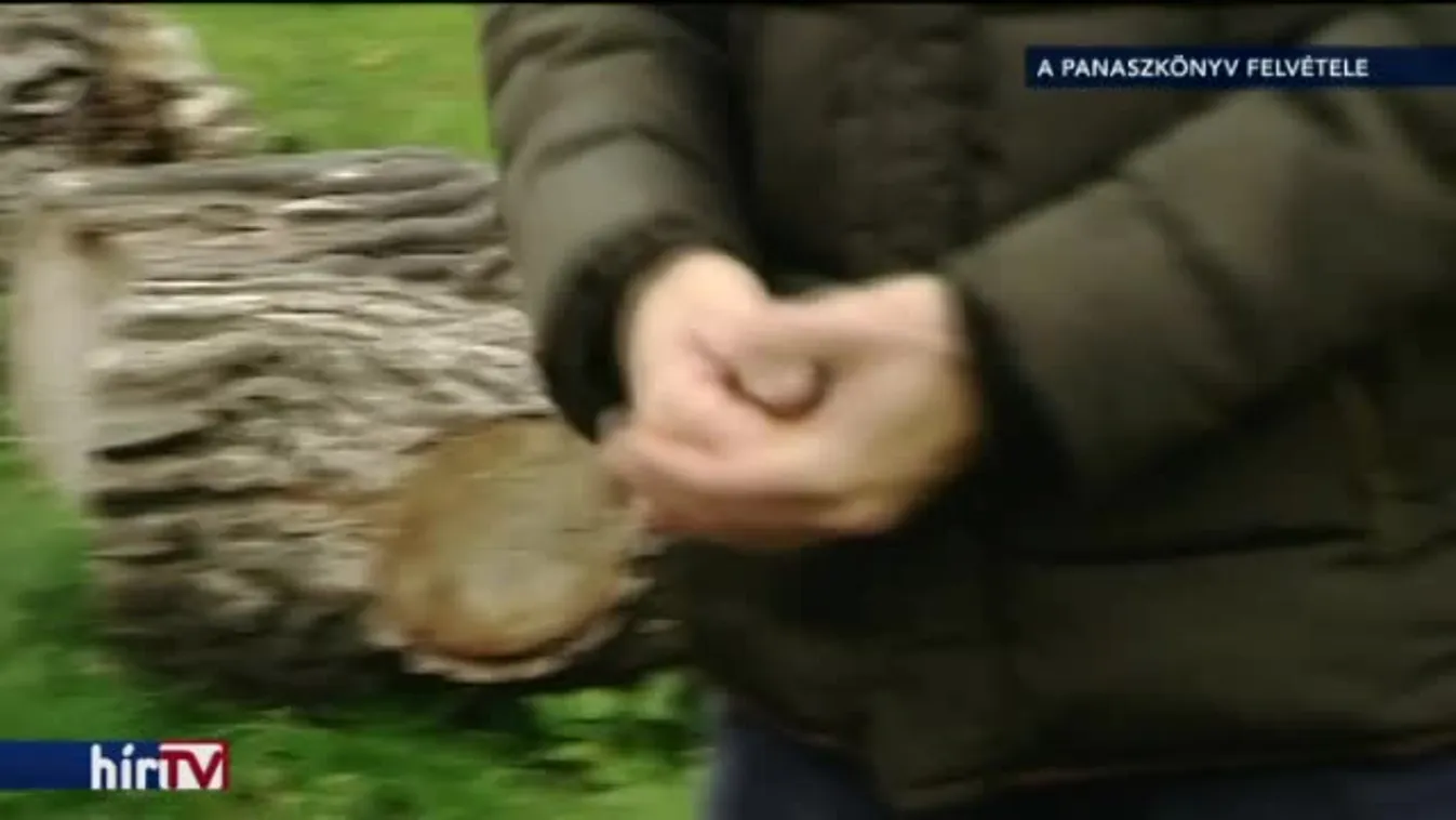 Hiánycikk a tűzifa