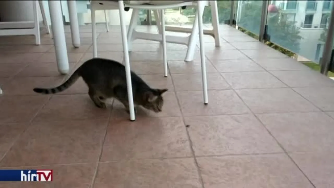 Elkészült az ország poloskatérképe