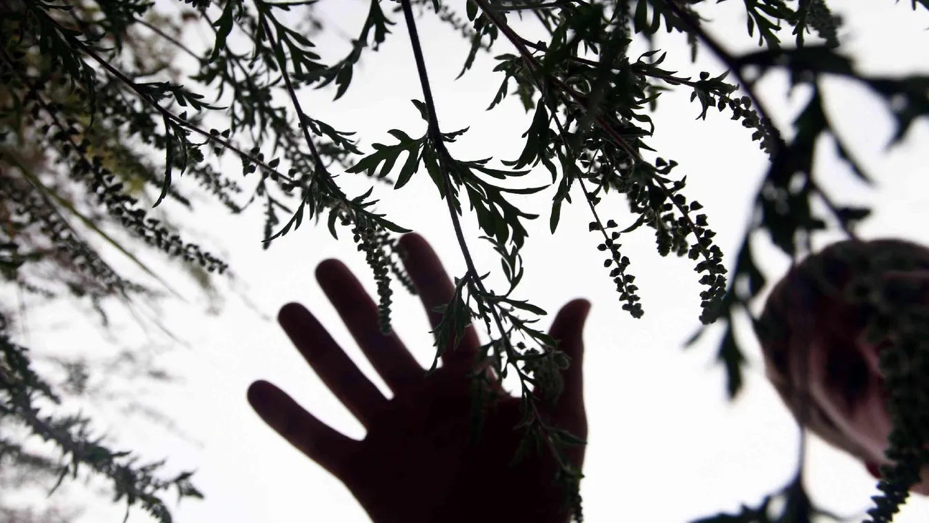 Két mázsa illegálisan forgalmazott parlagfüvet talált a Nébih