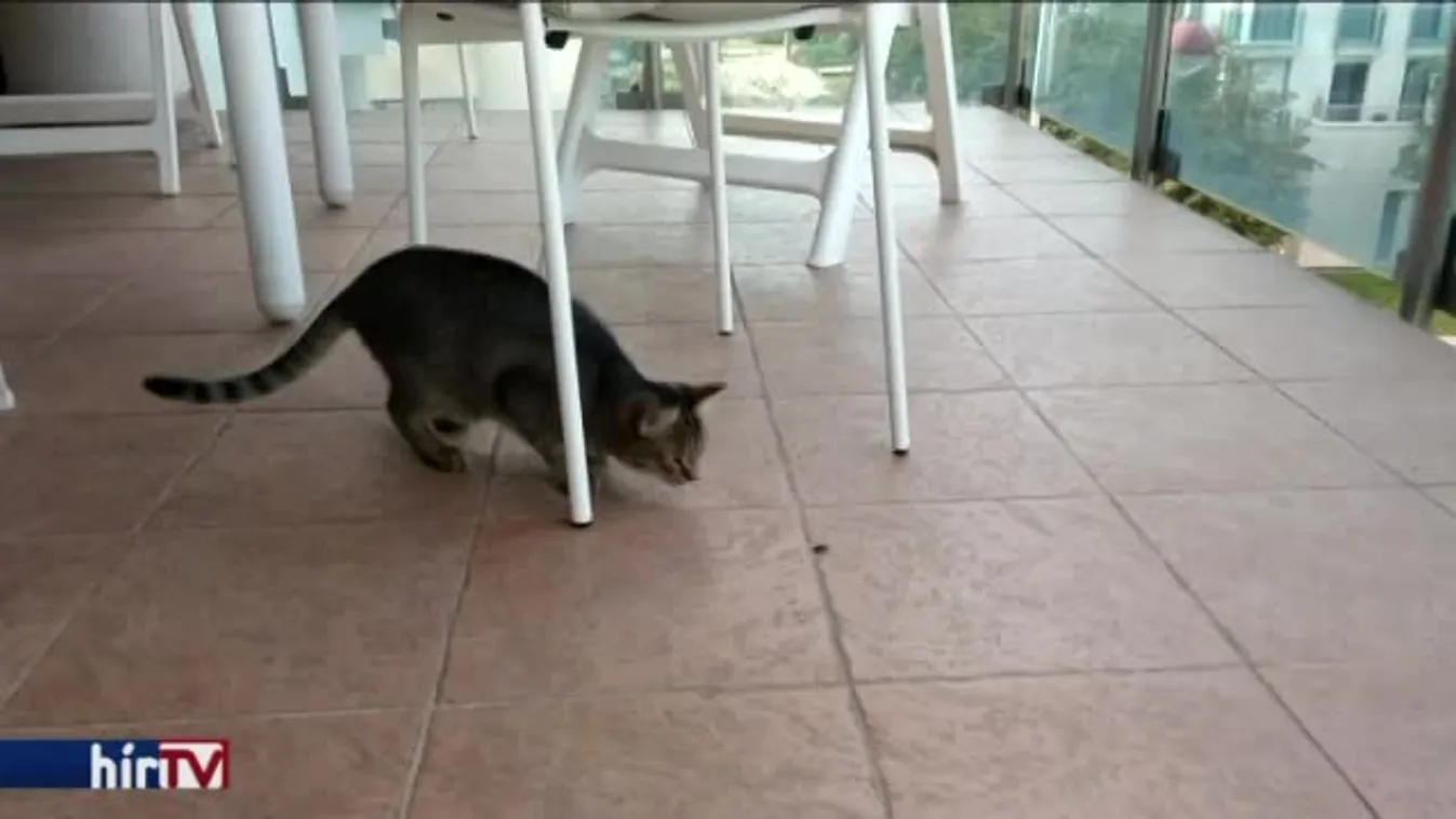 Készülhetünk a poloskainvázióra