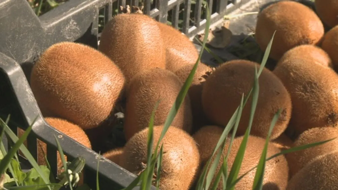 Remek a kivitermés Zala megyében