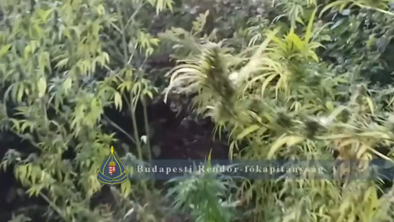 Marihuánaerdőt találtak Óbudán a rendőrök