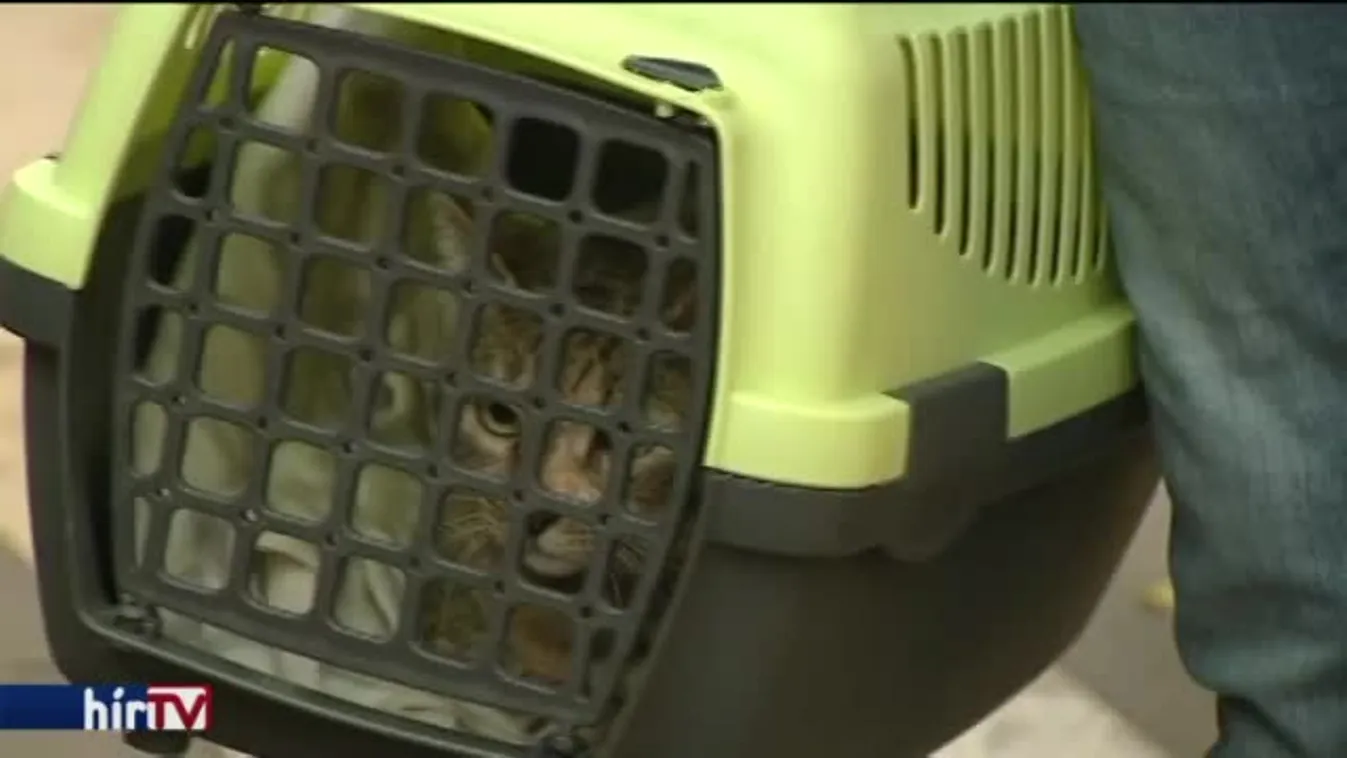 Az elaltatott és megkínzott állatokra emlékeztek