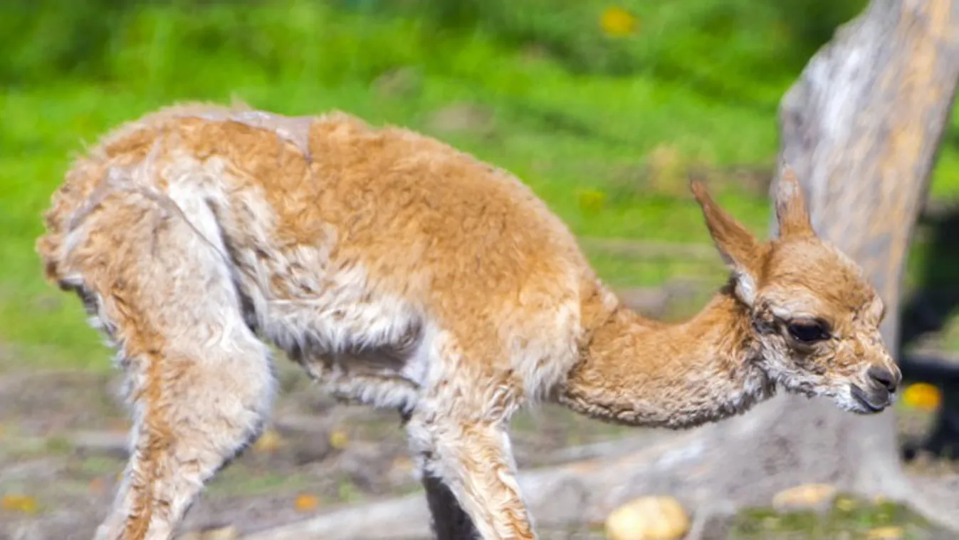 Önkéntesek a vadasparkban