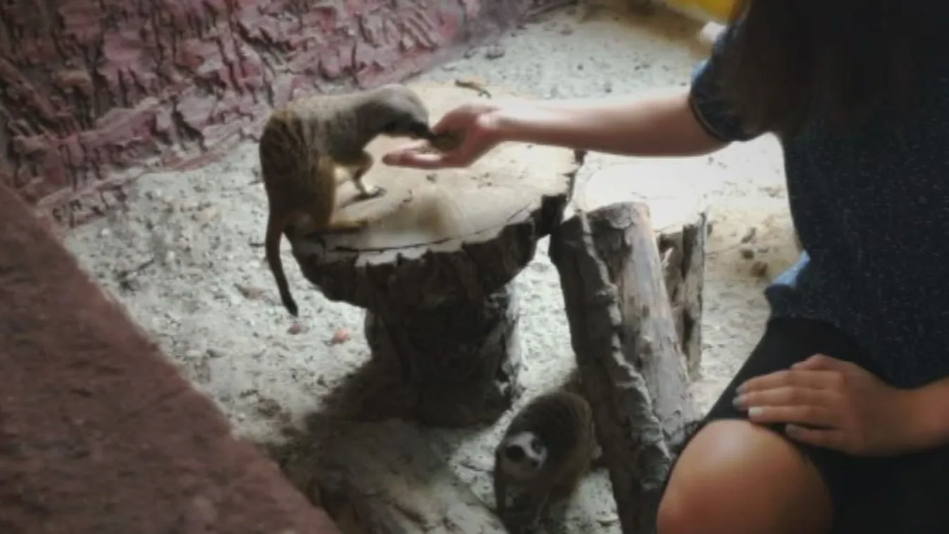 Rossz bánásmód, csótányok, számlahiány − bezárták a kávézót