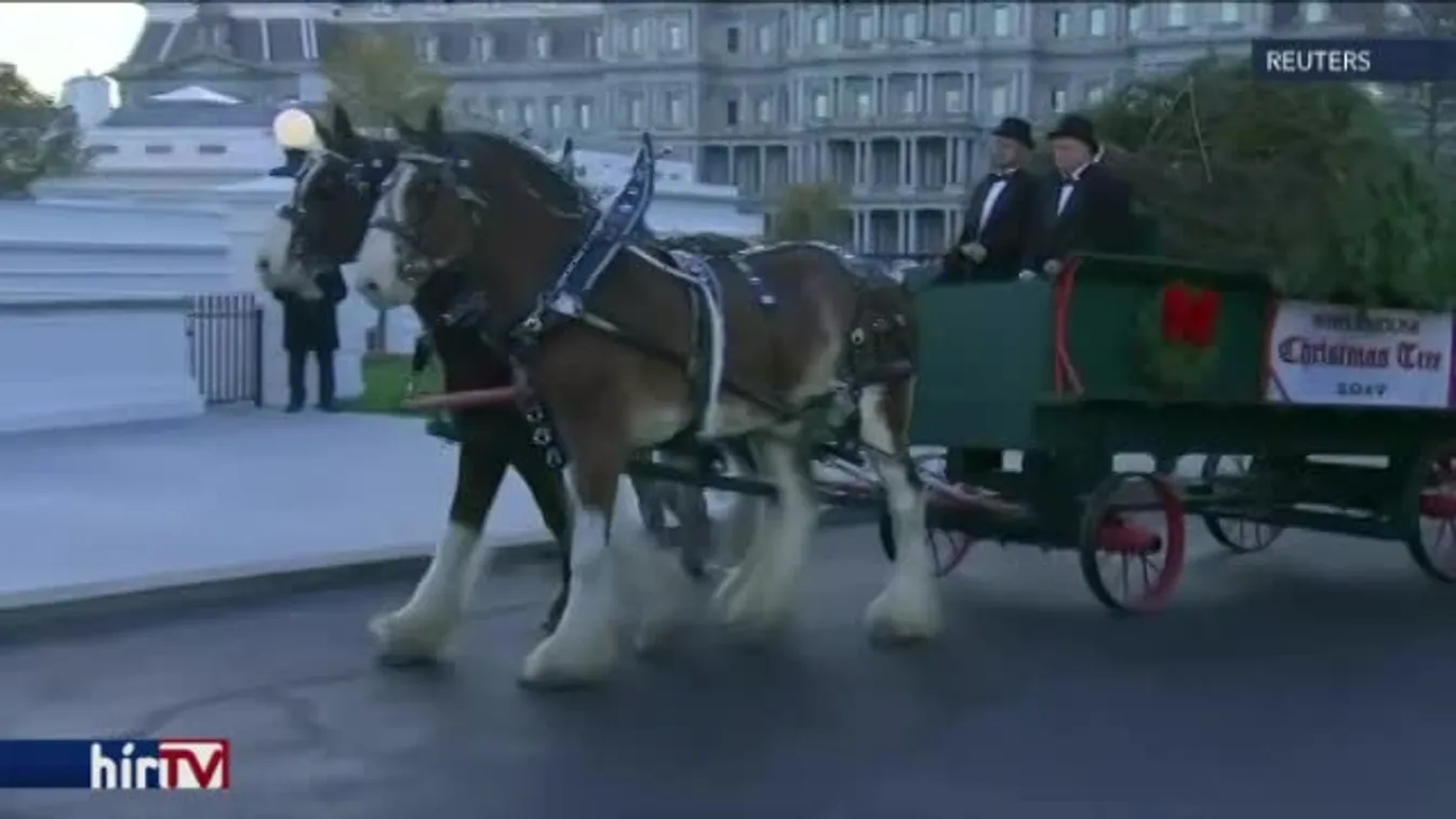 A first lady fogadta a Fehér Ház hivatalos karácsonyfáját