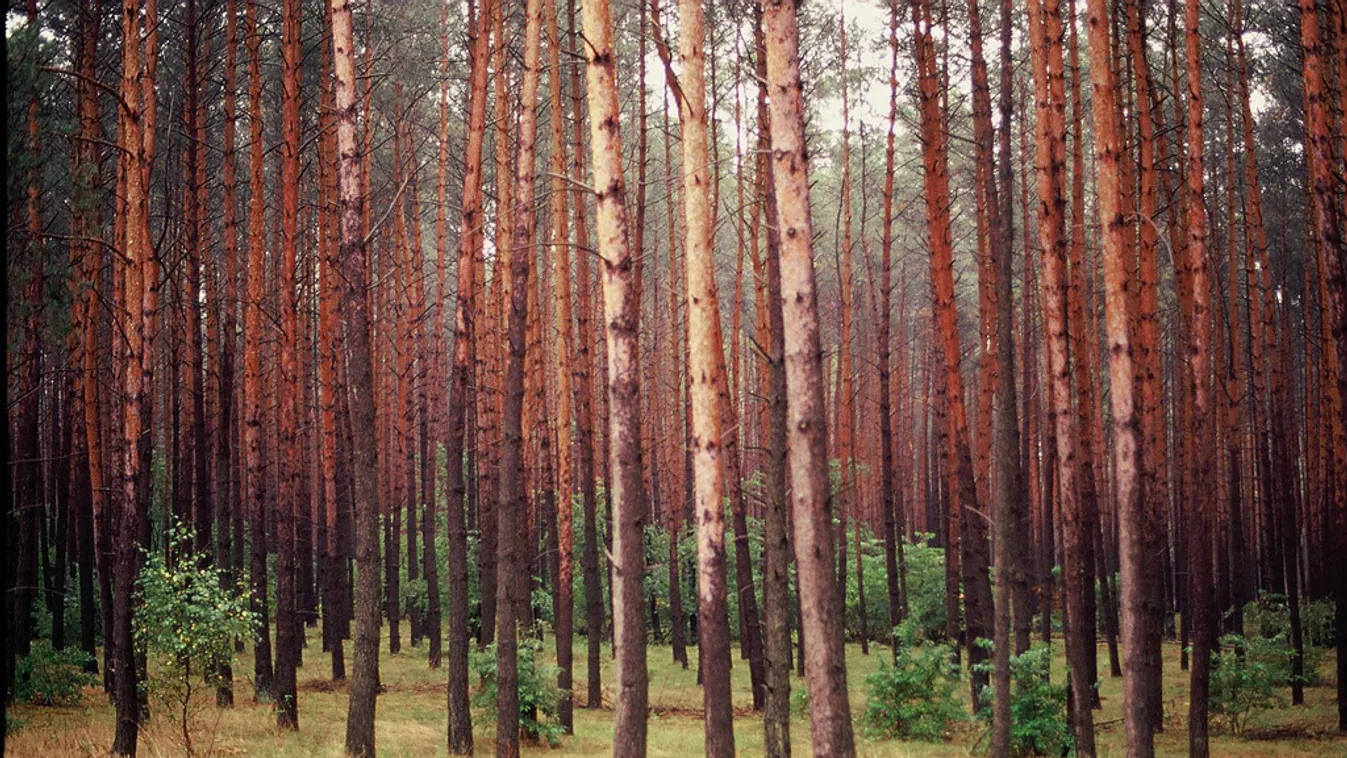 Napi 100 ezer eurós bírásgot is kiszabhatnak a lengyelekre