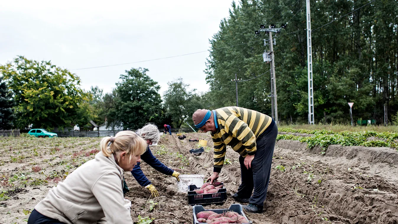 Kevés volt az idén a termés