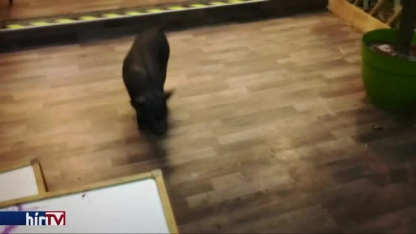 Panaszkönyv – Állatkínzás