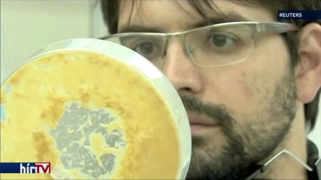 Felfedező - Konyhai féreg