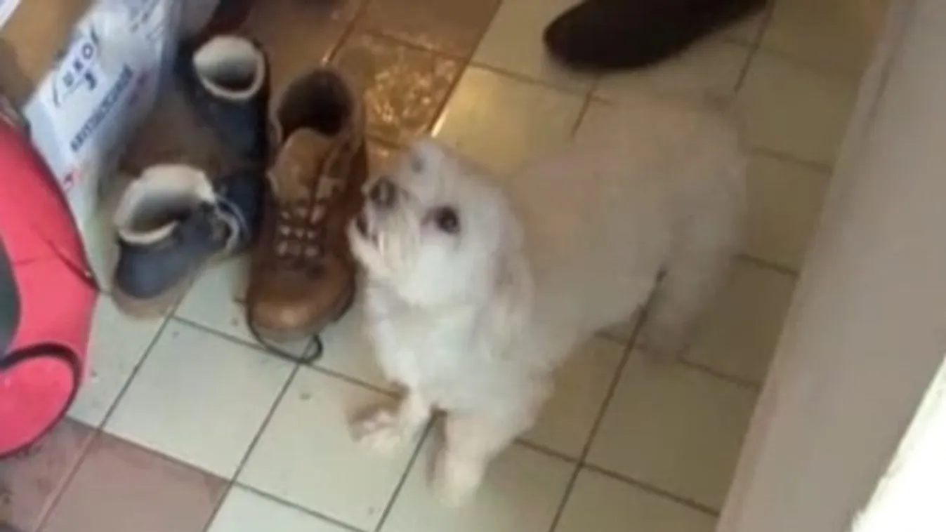 Életet mentett a hódmezővásárhelyi kutya