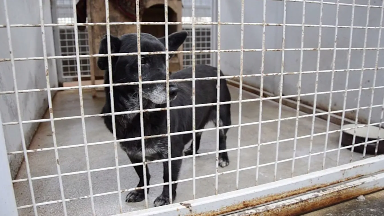 Kutyatápra, takarókra mindig szükség van