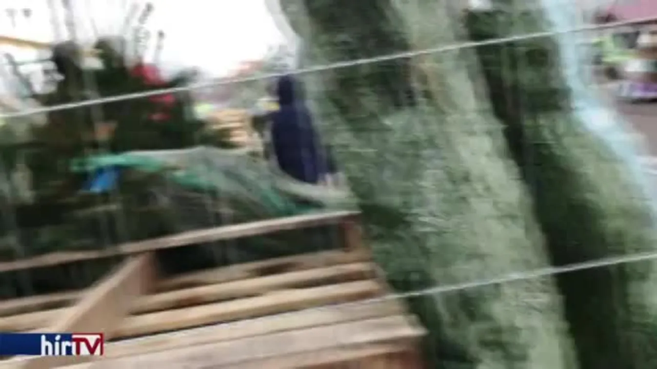 Panaszkönyv – Fenyőfamustra