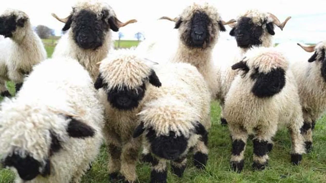 Száz juhot és két szamarat gázolt halálra a vonat