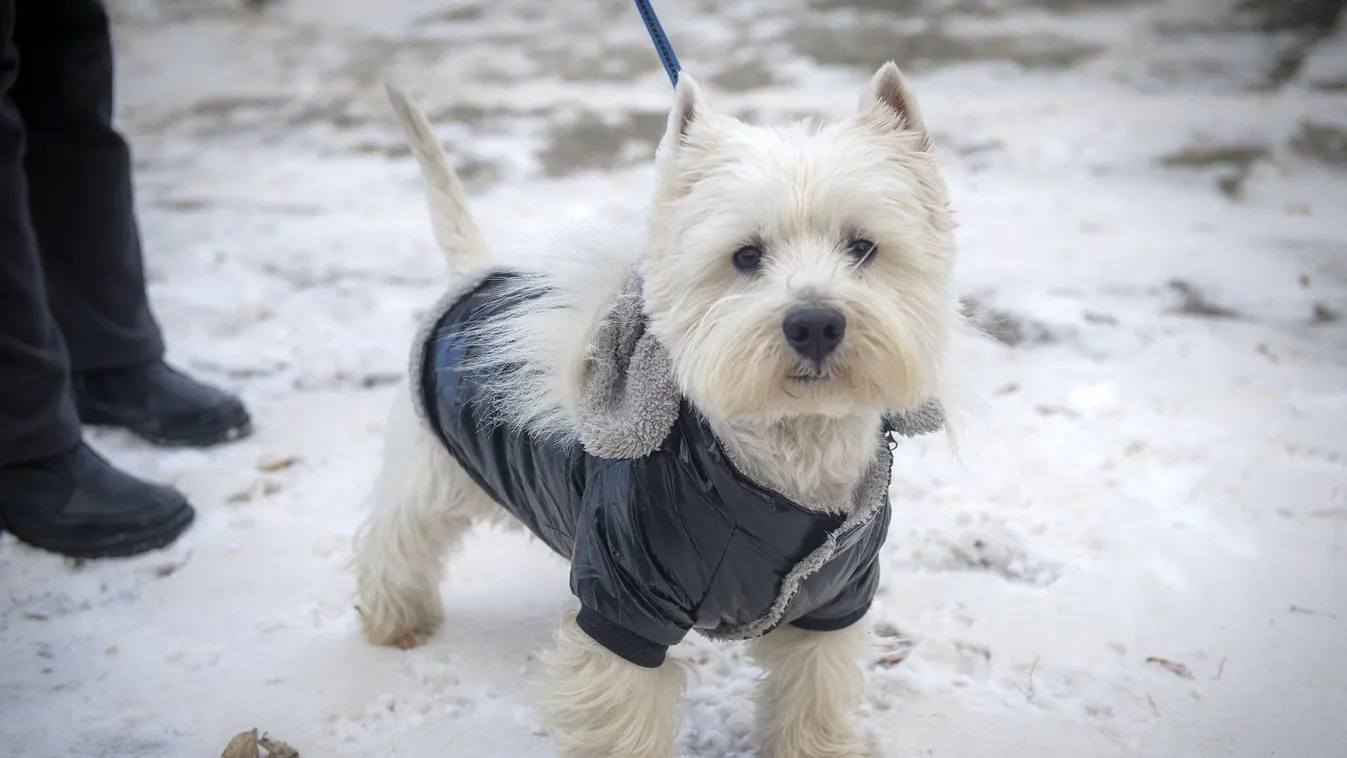 Egy életre kiható traumát jelenthet a kutyának a petárdázás