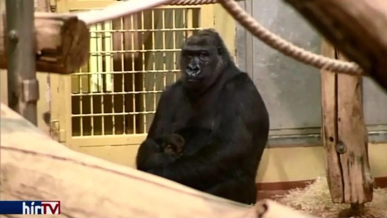 Gorillabébi született a Fővárosi Állatkertben