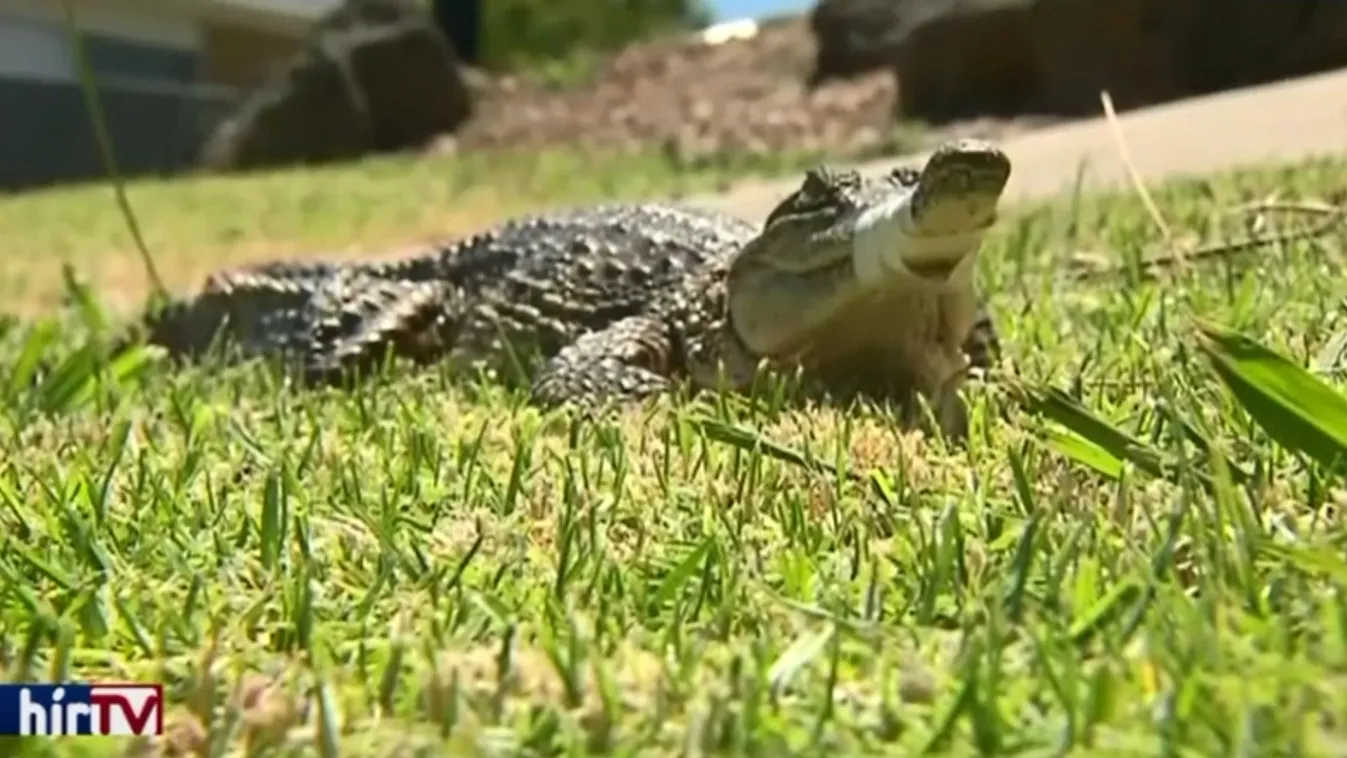 Házi kedvenc lehetett az utcán befogott krokodil