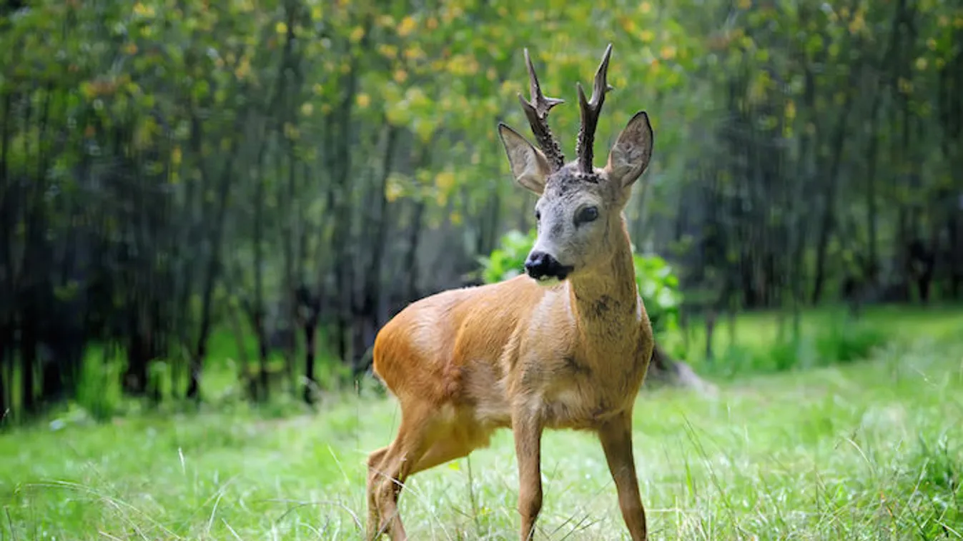 Jelentős vadkárokra panaszkodnak a gazdák