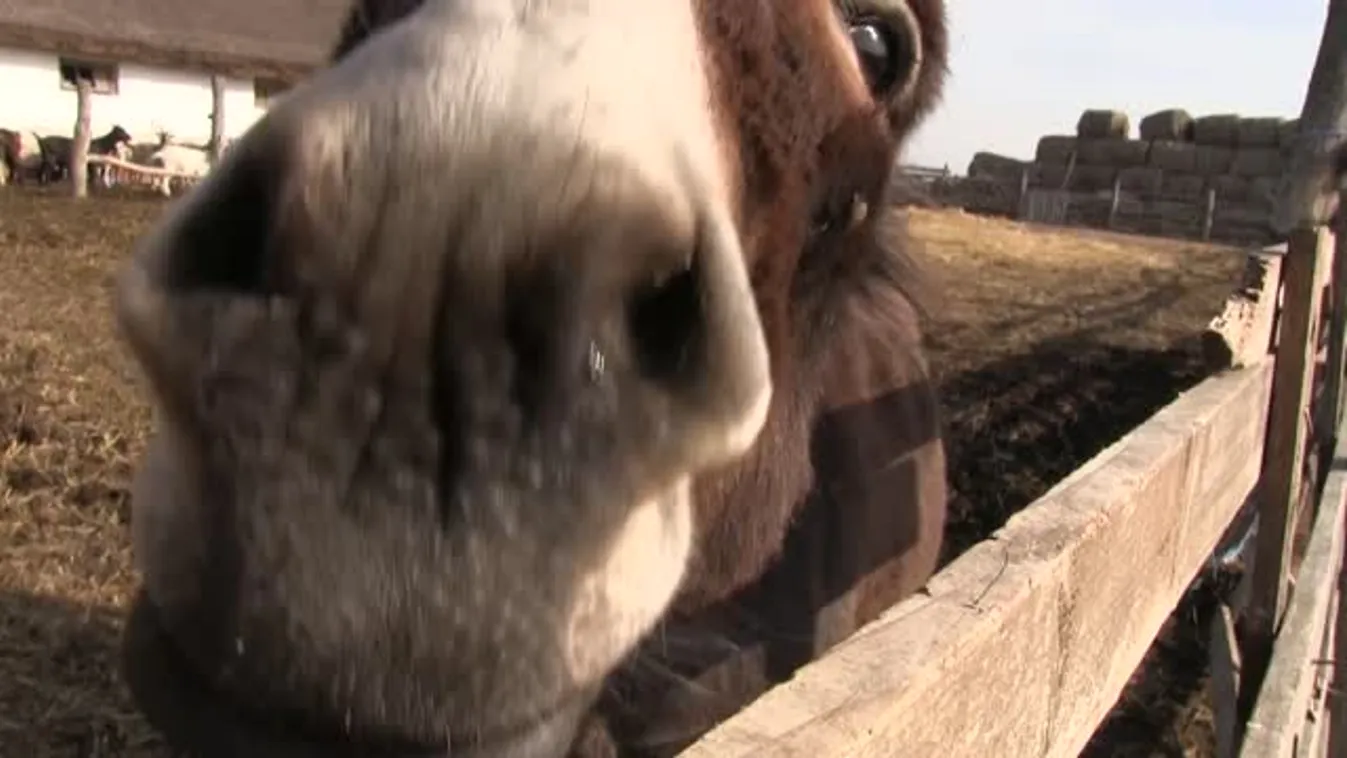 Szeretnek állatokkal cukiskodni politikusaink, de Semjén kutyába sem vesz minket