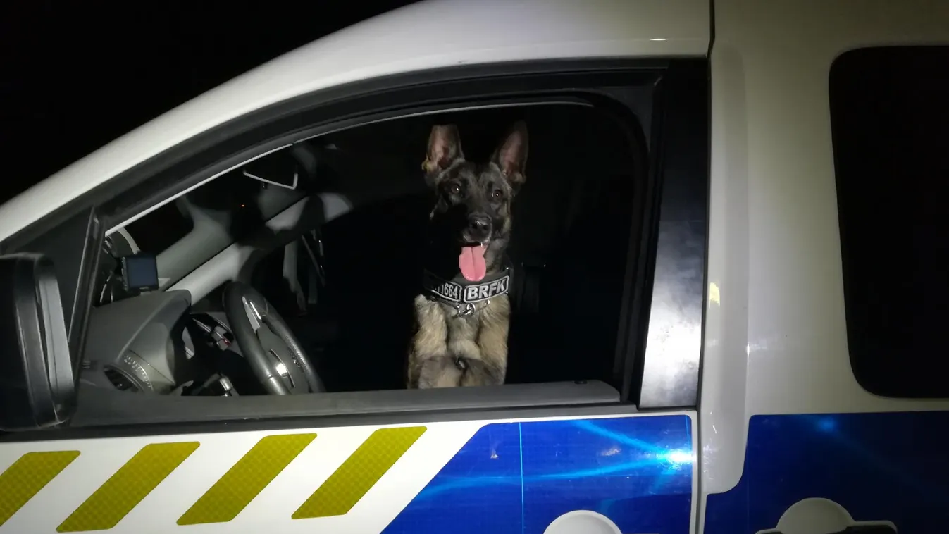 Egy kiló drogot szagolt ki Tico, a rendőrkutya