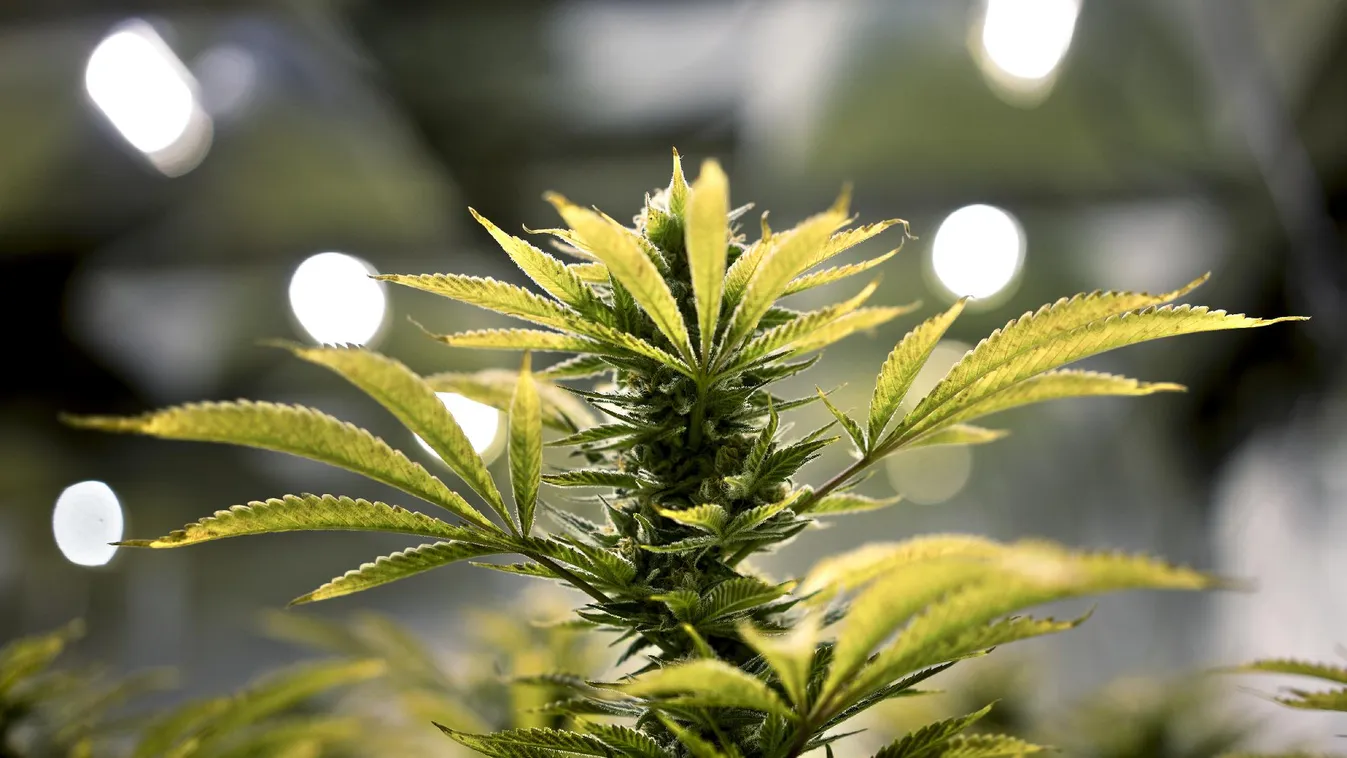 60 kilogramm marihuánát foglaltak le