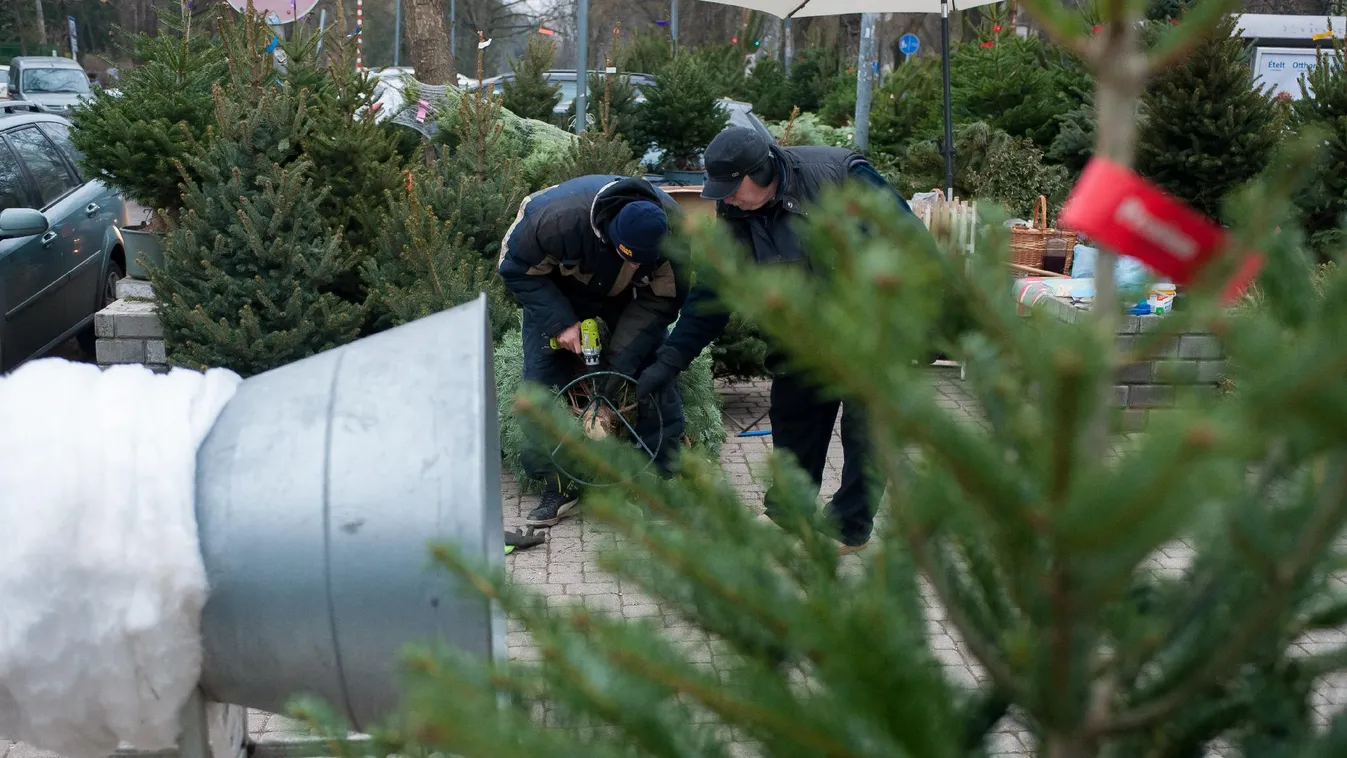 Másfél hónapig tart a kidobott karácsonyfák elszállítása