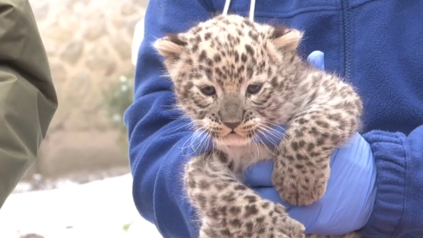Átesett első orvosi vizsgálatán a Miskolci Állatkert perzsaleopárd-kölyke